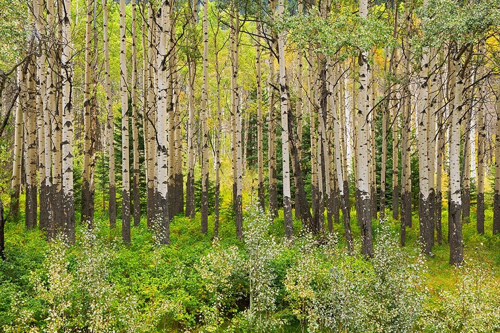 Canada-Alberta-Banff National Park Trembling aspen tree forest art print by Jaynes Gallery for $57.95 CAD